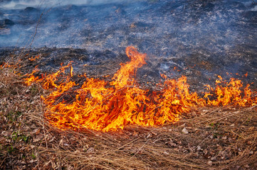 Burning Grass