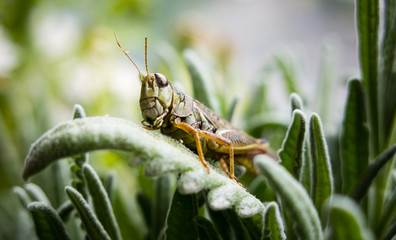 Grasshopper Up Close