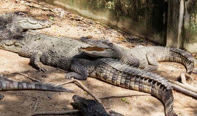 Crocodiles with open mouth on a crocodile farm.
