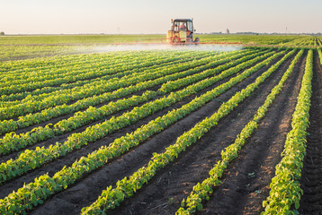 Naklejka premium Tractor spraying soybean