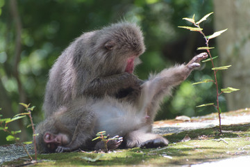 japanese monkey