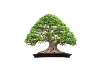 Crédence en verre imprimé Bonsaï un bonsai