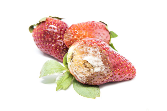 Rotten strawberries isolated on white background