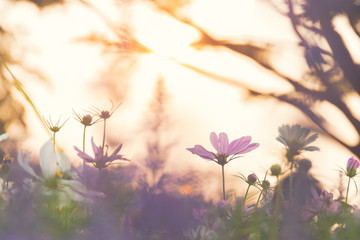 flower background