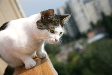 white cat on a Sunny day looking towards