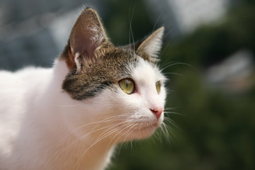 white cat on a Sunny day looking towards