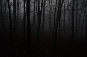 Obraz premium Gruseliger Wald