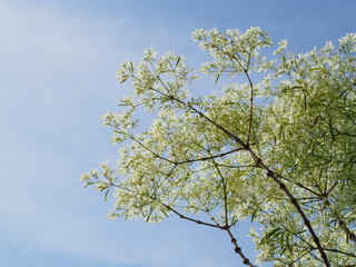 A white small leaf tree and clear blue sky