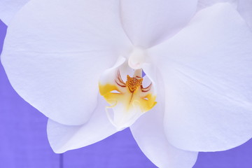 White orchid flowers on a violet wooden background