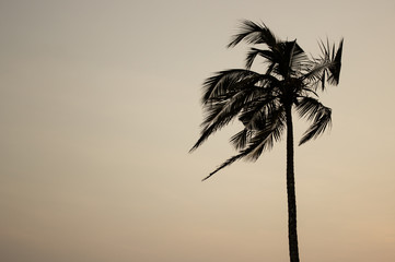 Single palm tree at warm background