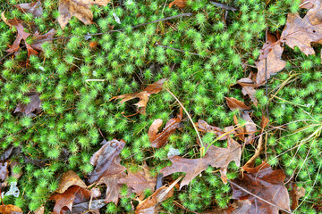 Background of Sedum Grass and Leaves in Winter