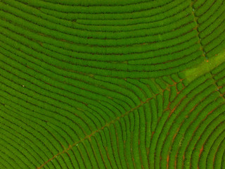 Fototapeta premium tea plantation