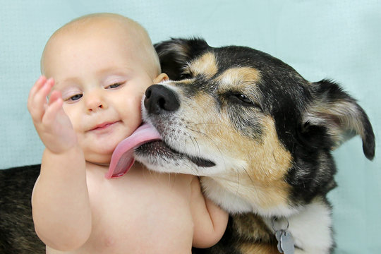 German Shepherd Dog Licking Baby Face