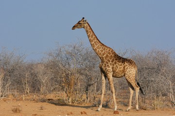 Giraffe (Giraffa camelopardalis) im Etosha Nationalpark