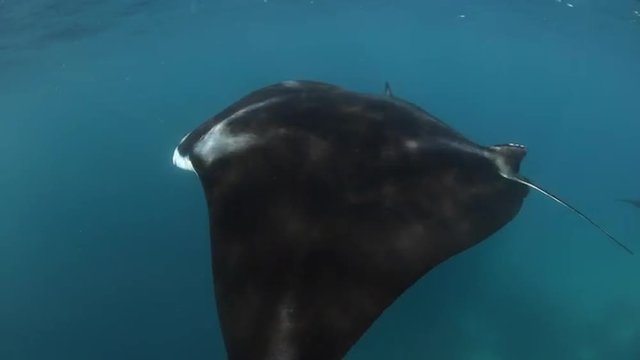 Manta Ray Swimming in Shallow Water