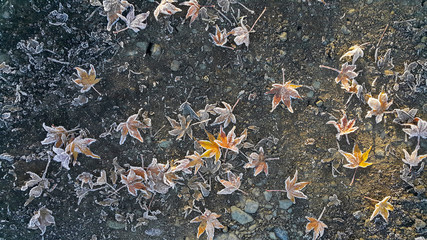 frozen colorful fallen leaves under first snow on asphalt path in autumn