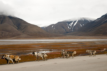 Dog Sledding - Longyearbyen - Svalbard
