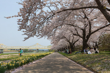 Fototapeta na wymiar Kitakami riverside Cherry blossoms or Sakura in Kitakami city, I