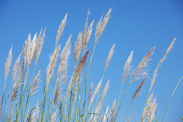 Fototapeta premium reeds grass with blue sky