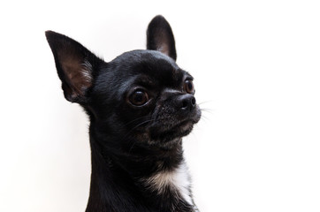Chihuahua Black
