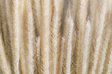 Grass flowers with soft light in vintage