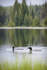 Loon on Remote and Reflective Mountain Lake