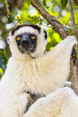 Cute white Verraux Sifaka lemur portrait in Zombitse, Madagascar on a wildlife safari.