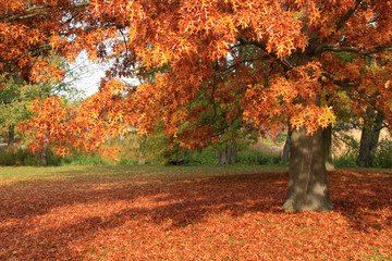 Indian Summer in Berlin