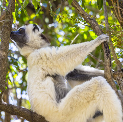 White Verraux Sifaka standing on a tree in Madagascar