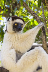 White Verraux Sifaka standing on a tree in Madagascar