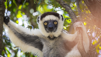 Obraz premium Sifaka cute portrait in a wildlife scene in Madagascar, Africa