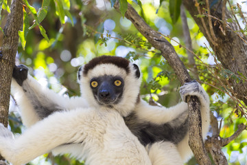 Sifaka cute portrait in a wildlife scene in Madagascar, Africa