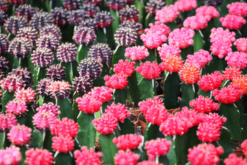 colorful cactus plant