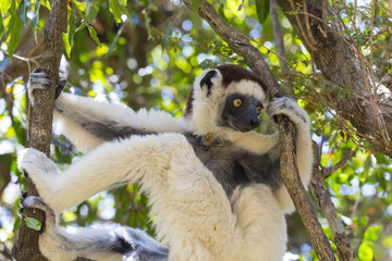 Verraux's Sifaka in Zombitse National Park