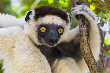 Yellow deep gaze eyes on a white lemur in Madagascar