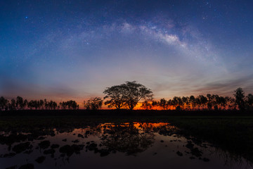 Silhouette of Trees and Milky Way