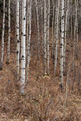 aspens stand straight in fall forest