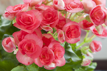 Beautiful pink Begonia  with soft focus background
