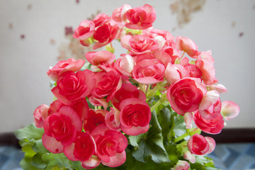 Beautiful pink Begonia  with soft focus background