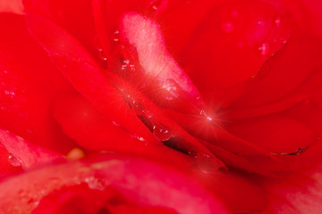 Close-up red Begonia flowers