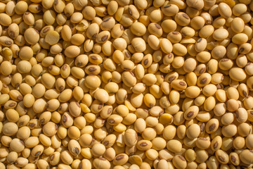 Soybean