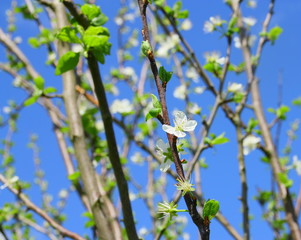 FLEURS DE PRUNIER,au printemps 