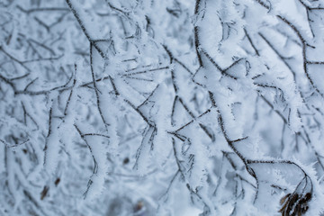 Trees with snow in winter park