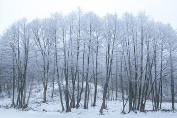 Trees with snow in winter park