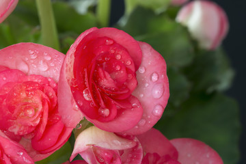 Beautiful pink Begonia  with soft focus background