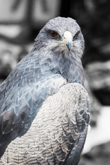 beautiful bird of prey