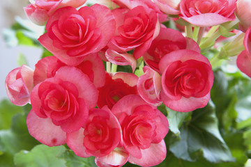 Beautiful pink Begonia  with soft focus background