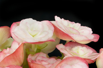 Beautiful pink Begonia  on black background.