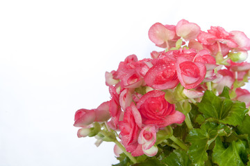 Pink Begonia on white background.