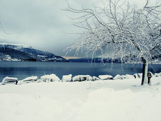 A tree on a fjord covered by snow in winter, suitable to be used as background